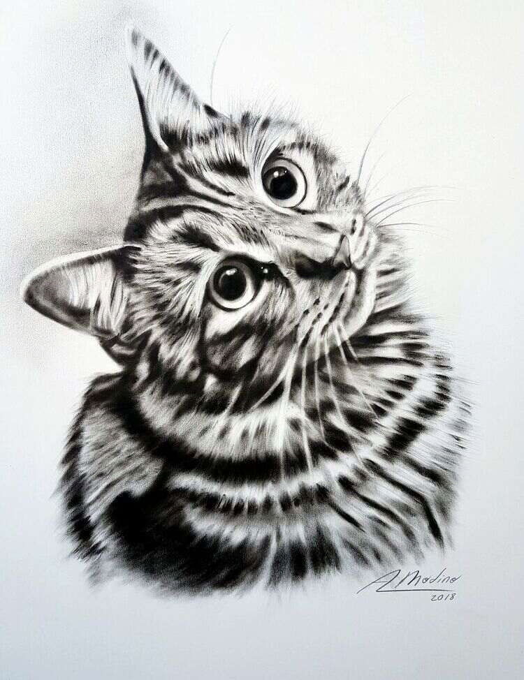 retrato gato 3