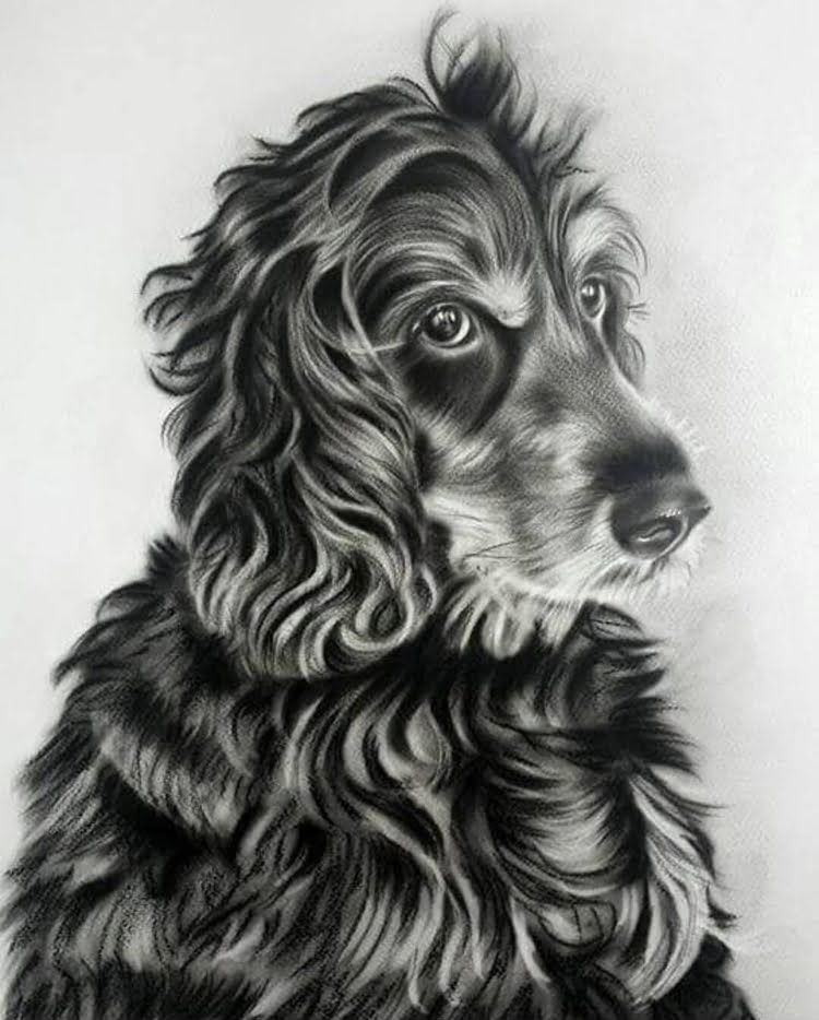 Retrato de mascota 11